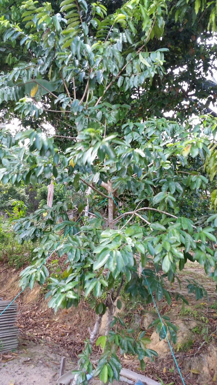 Warisan Petani Tanaman Durian  Belanda  