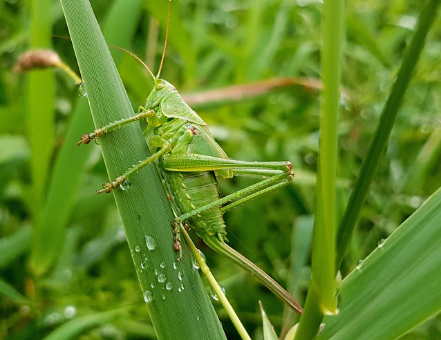 locust_threat_india_inspirite