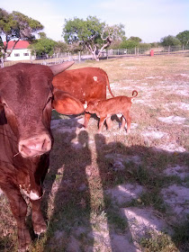cow family
