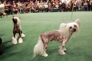 my least favorite dog breed, the Chinese crested