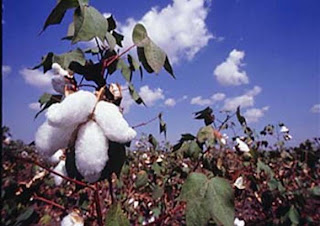  cotton requirements are locally met
