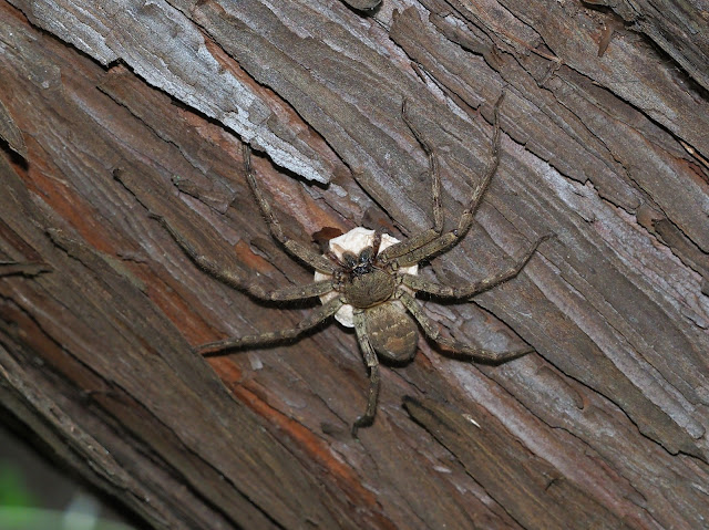 アシダカグモ♀