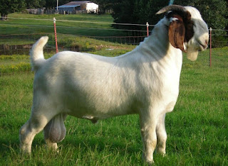 buy goats for Qurbani