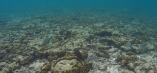 Snorkel en Koh Phi Phi Leh,Loh Samah Bay.