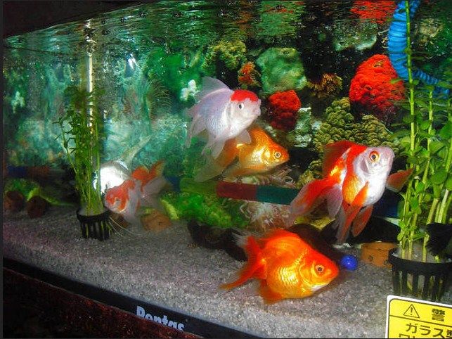Cara Desain Hiasan  Aquarium  Untuk  Ikan Koki yang Baik dan 