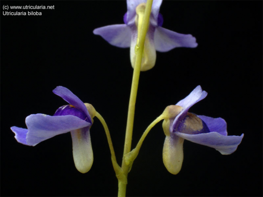  Plants That Eat Animals