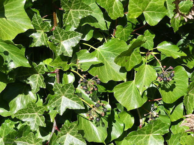 berries and leaves