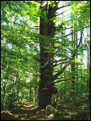 Winhall Campground & hike 038