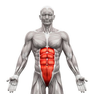 Abdominis rectus six pack abs