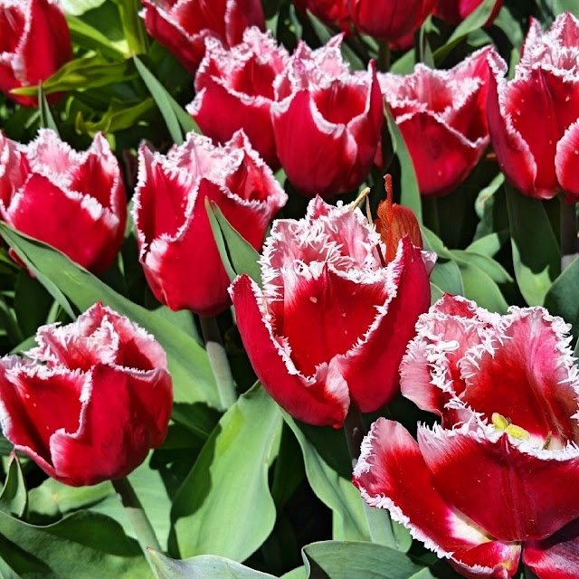 Tulips at Washington Park
