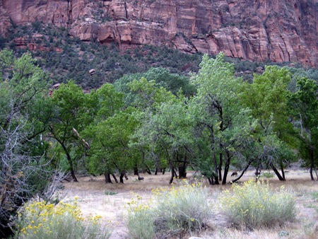 Deer grazing at Zion