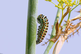 mariposa-macaon-papilio-machaon-precrisalida-