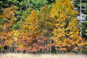 photo of earth tone palette oaks
