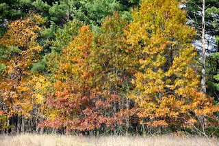 photo of earth tone palette oaks