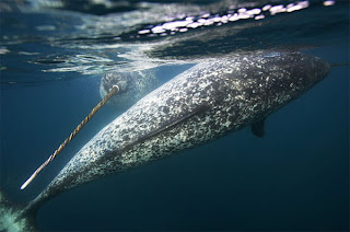 narwhal whale fish species horn rare artic