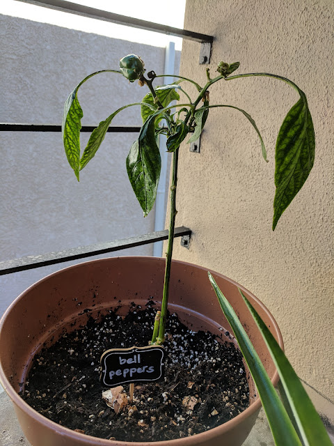 bell, pepper, plant