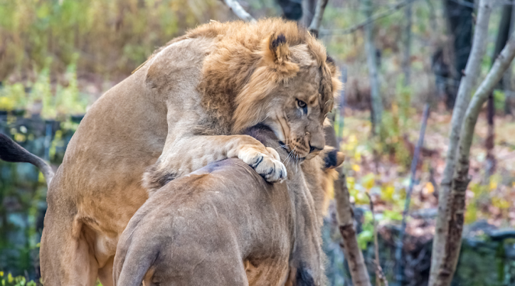 Do Lions Eat Other Lions?