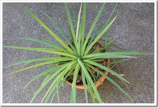 120630_Agave-dasyliroides_01