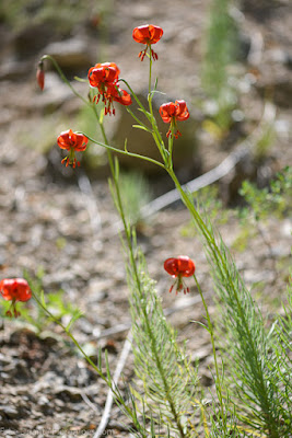 Лилия помпонная (Lilium pomponium)