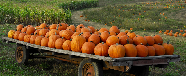 Medicine Benefits and Quality of Pumpkin