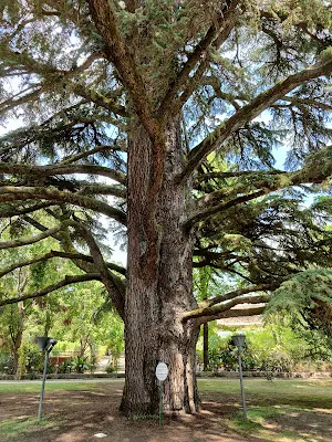 Orto Botanico Comunale di Luccaの樹齢200年の木