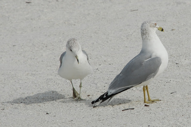 Lovers Key State Park