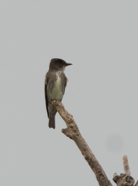 Olive-sided Flycatcher