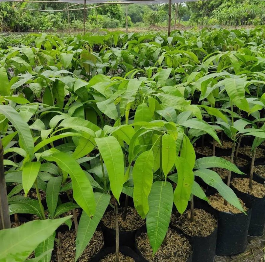 jual bibit buah mangga irwin okulasi unggul cocok dibudidayakan Kalimantan Barat