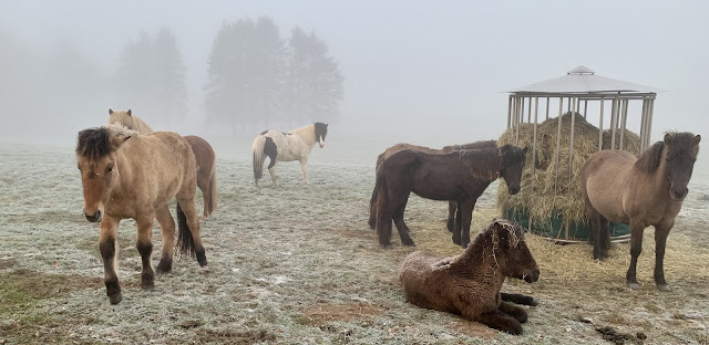 Stuten und Jungstuten im Nebel, im Hintergrund Tannen.