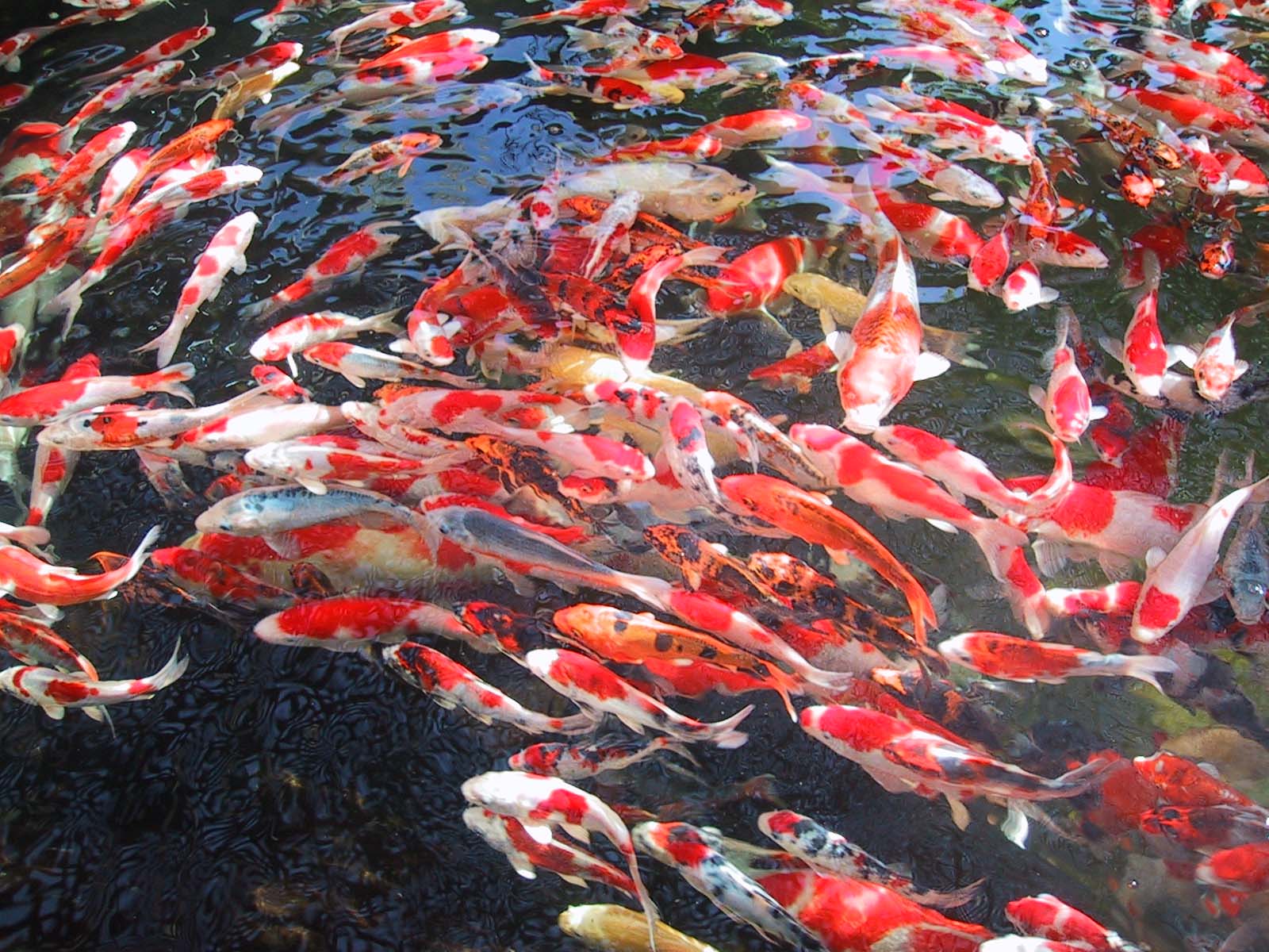 Paranormal And Strange World: nishikigoi\ koi carp\ fish koi