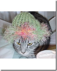 pets_fashion_7895178_122717_14150402_xl pets_fashion_7895178_122717_14150402_xl