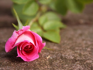 Beautiful Pink Rose For You Love Wallpaper