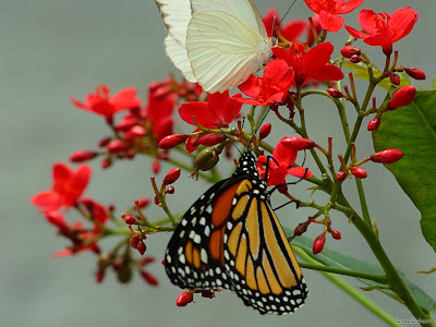 Butterfly Beautiful Wallpapers