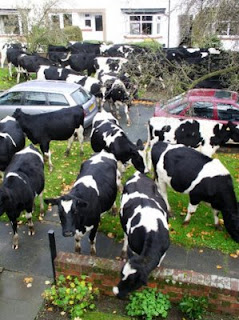 funny photo of cows escaped in the suburbs local street gardens