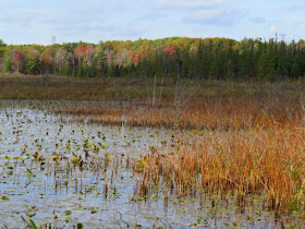 Island Lake