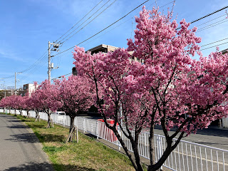 鶴見川 寒緋桜