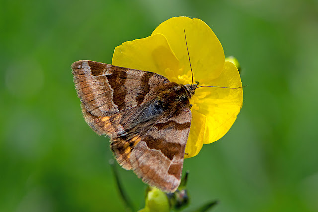 Euclidia glyphica