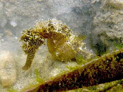 Tigertail Seahorse (Hippocampus comes)