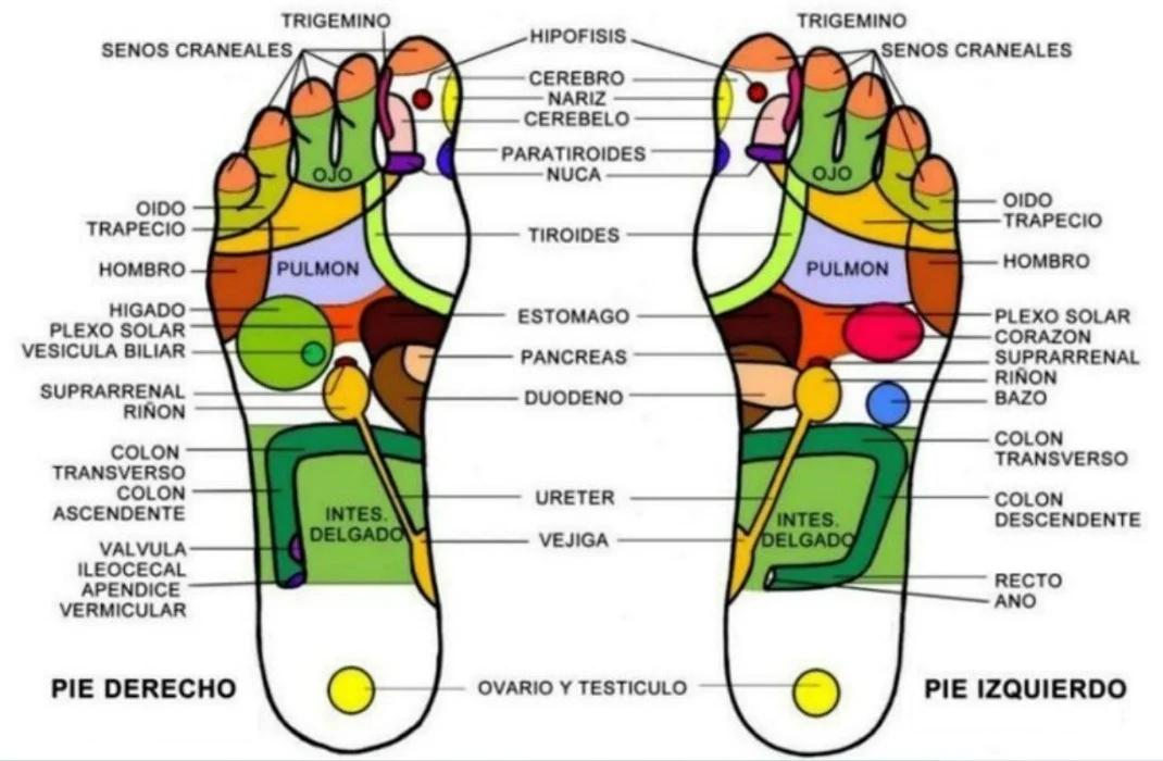 Los pies como espejo de nuestro organismo - mc spa