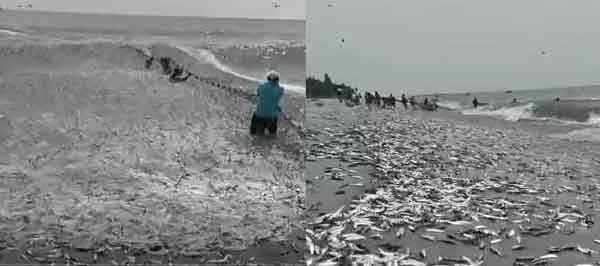 News,Kerala,State,Malappuram,fish,Local-News, #Short-News, Sardine in Malappuram Kuttayi Azhimukham