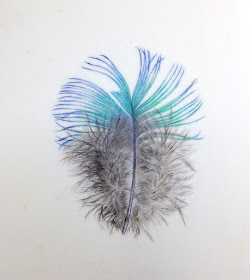 Watercolour on vellum of a peacock feather