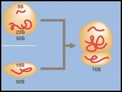 Prokaryotic Ribosomes 70S