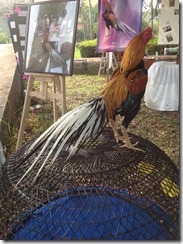 ayam juara kontes katurangga 2013