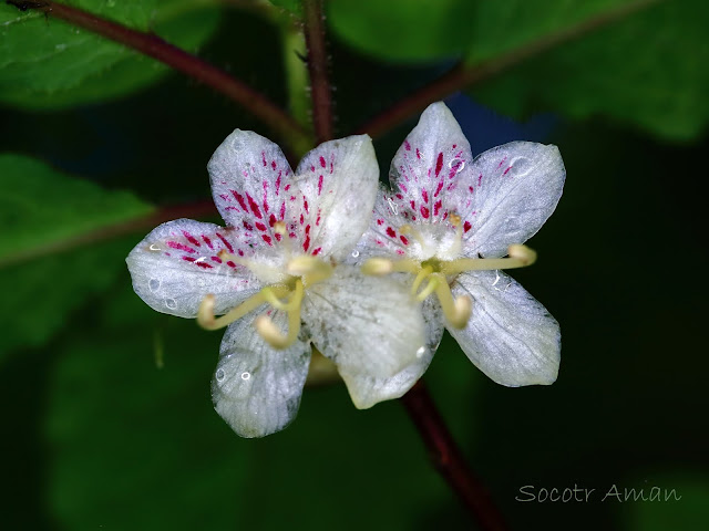 Rhododendron semibarbatum