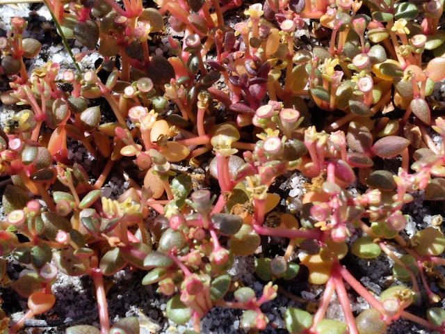 Red native Portulacca