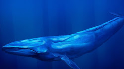 Cá Voi Xanh là sinh vật ăn thịt lớn nhất từng tồn tại trên trái đất