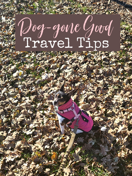 We've taken quite a few dog trips and they can be challenging, but can also be very rewarding. Here are tips to take the best trip with your dog.