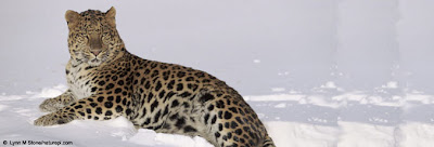 amur leopard