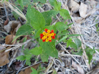 Lantana du Panama