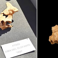Saintis temukan fosil tulang rahang manusia berusia 1.4 juta di Sepanyol